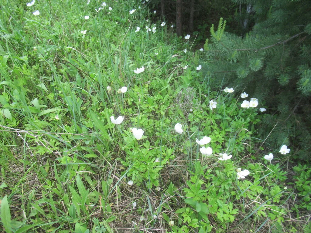 Anemone Sylvestris