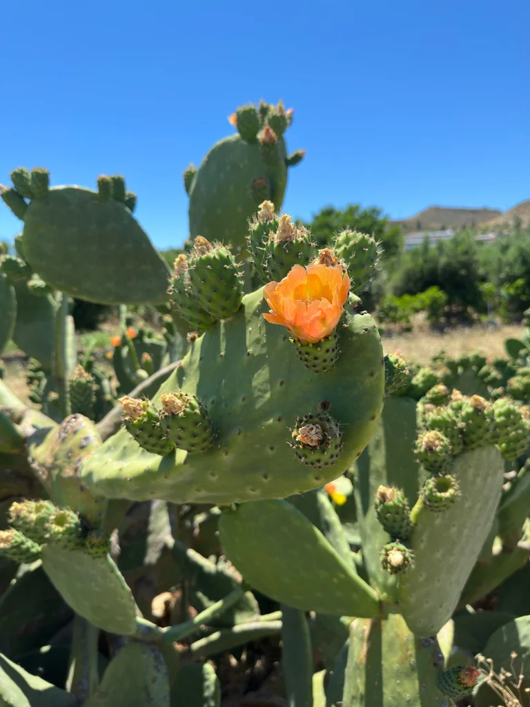 Opuntia Paraguayensis