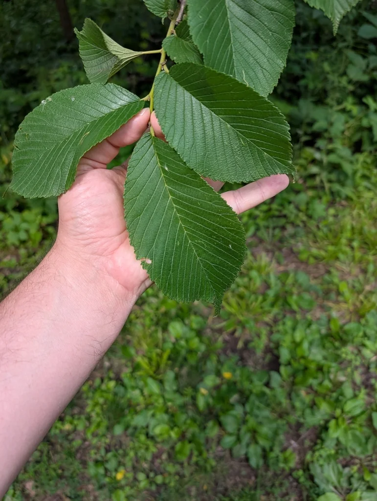 Ulmus Rubra
