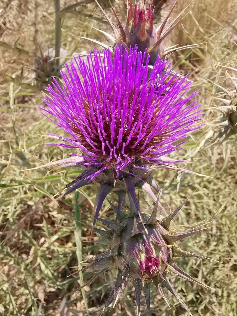 Cynara cardunculus