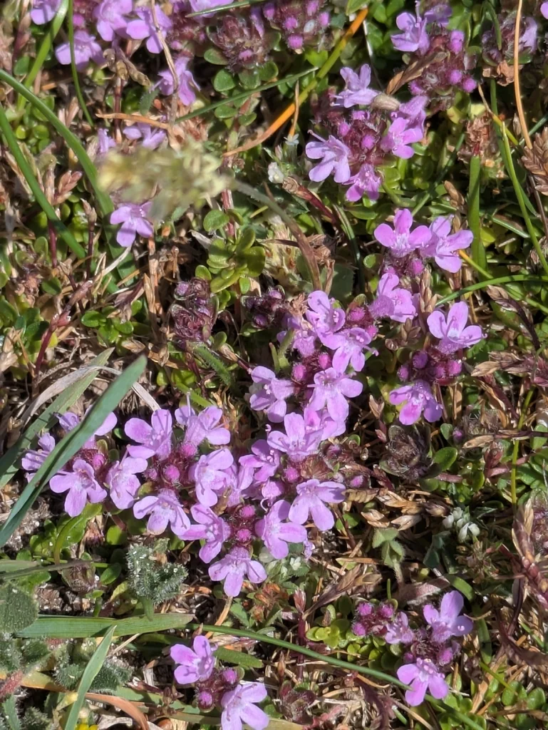 Thymus Praecox Arcticus