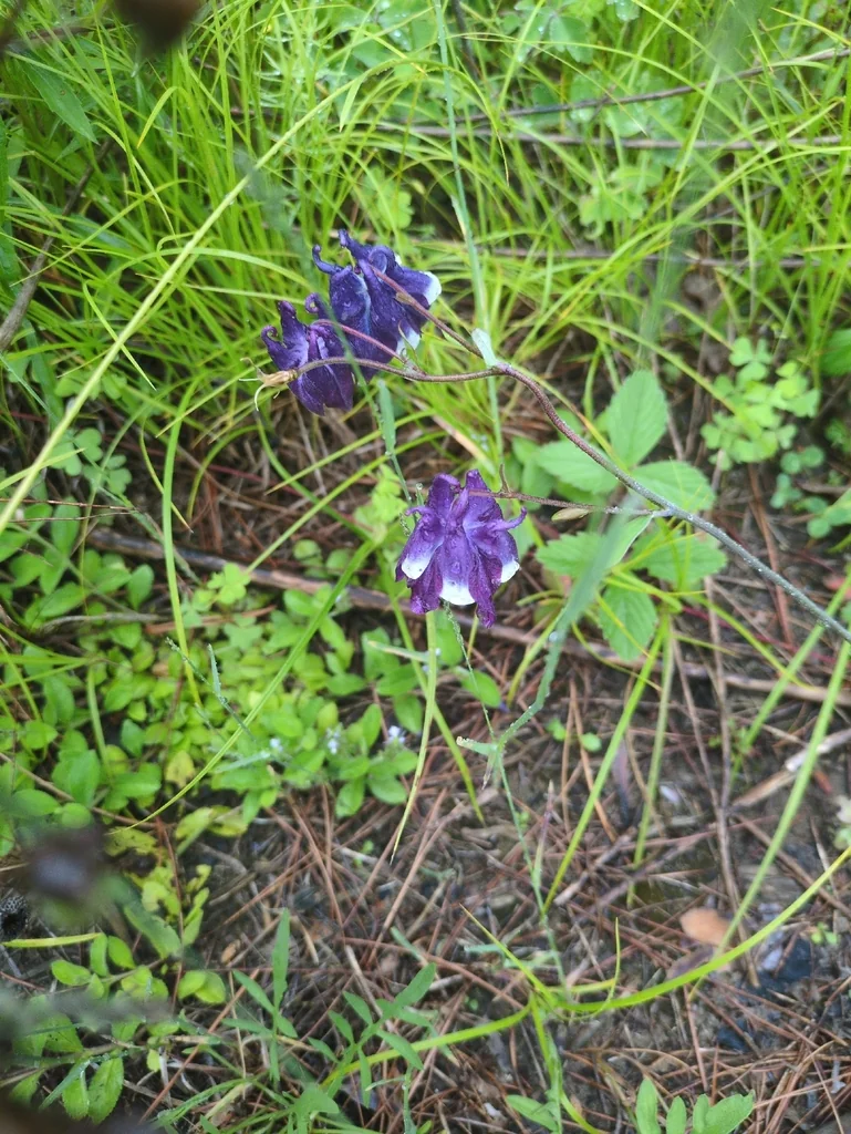 Aquilegia Vulgaris