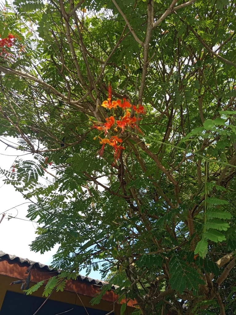 Caesalpinia Pulcherrima