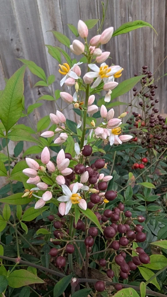 Nandina Domestica