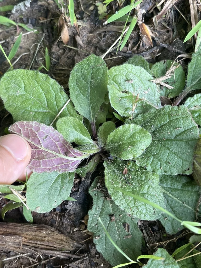 Salvia Lyrata