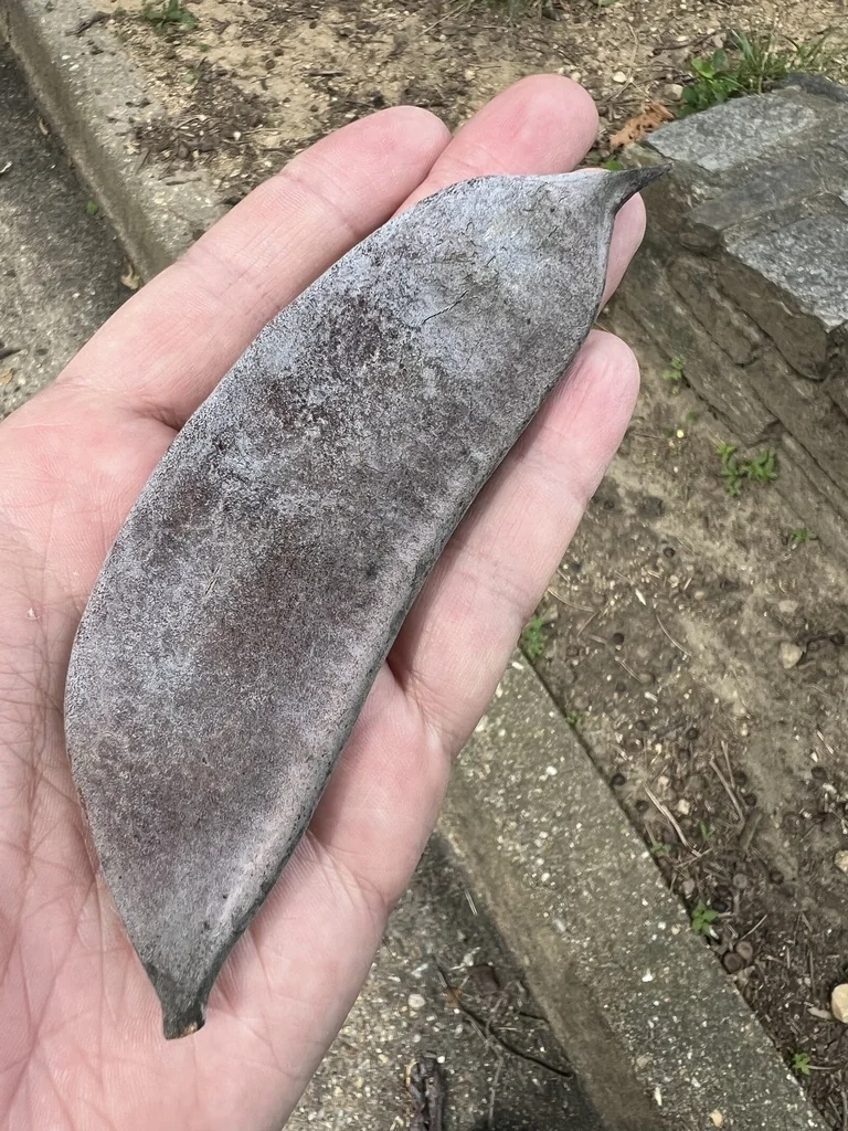 Gymnocladus Dioicus