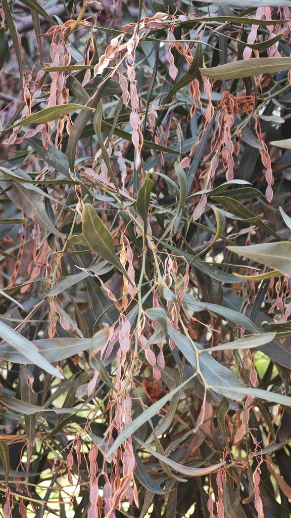 Acacia Saligna