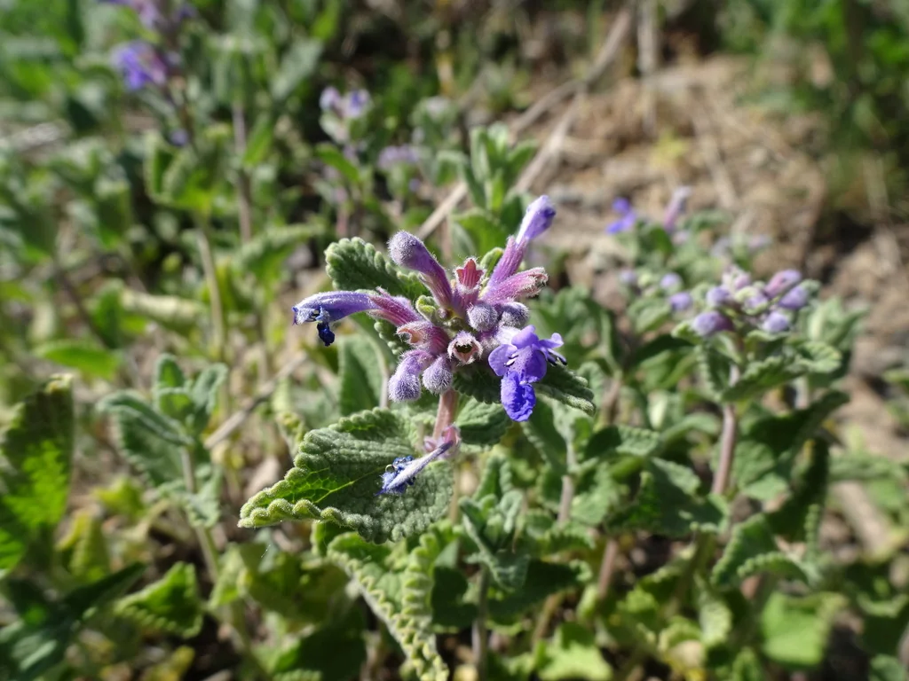 Nepeta Racemosa