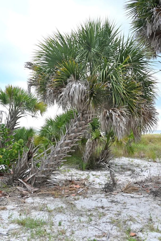 Sabal Palmetto
