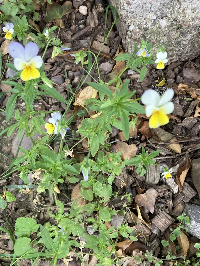 Viola Tricolor