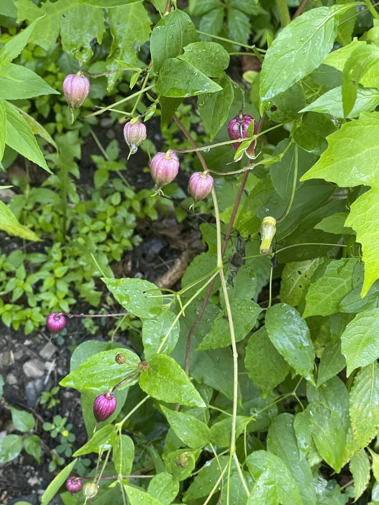 Clematis Viorna