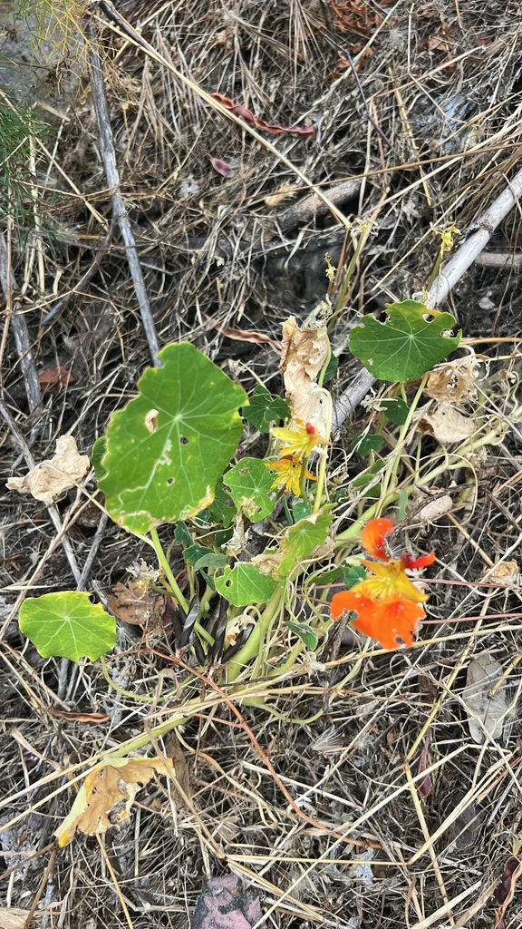 Tropaeolum Majus
