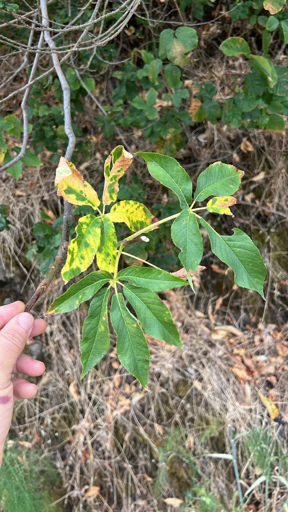 Aesculus Californica