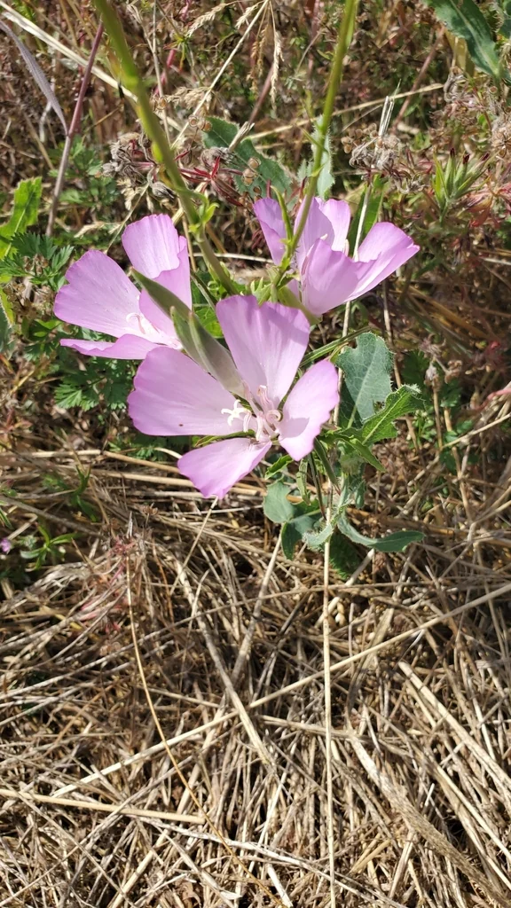 Clarkia Amoena