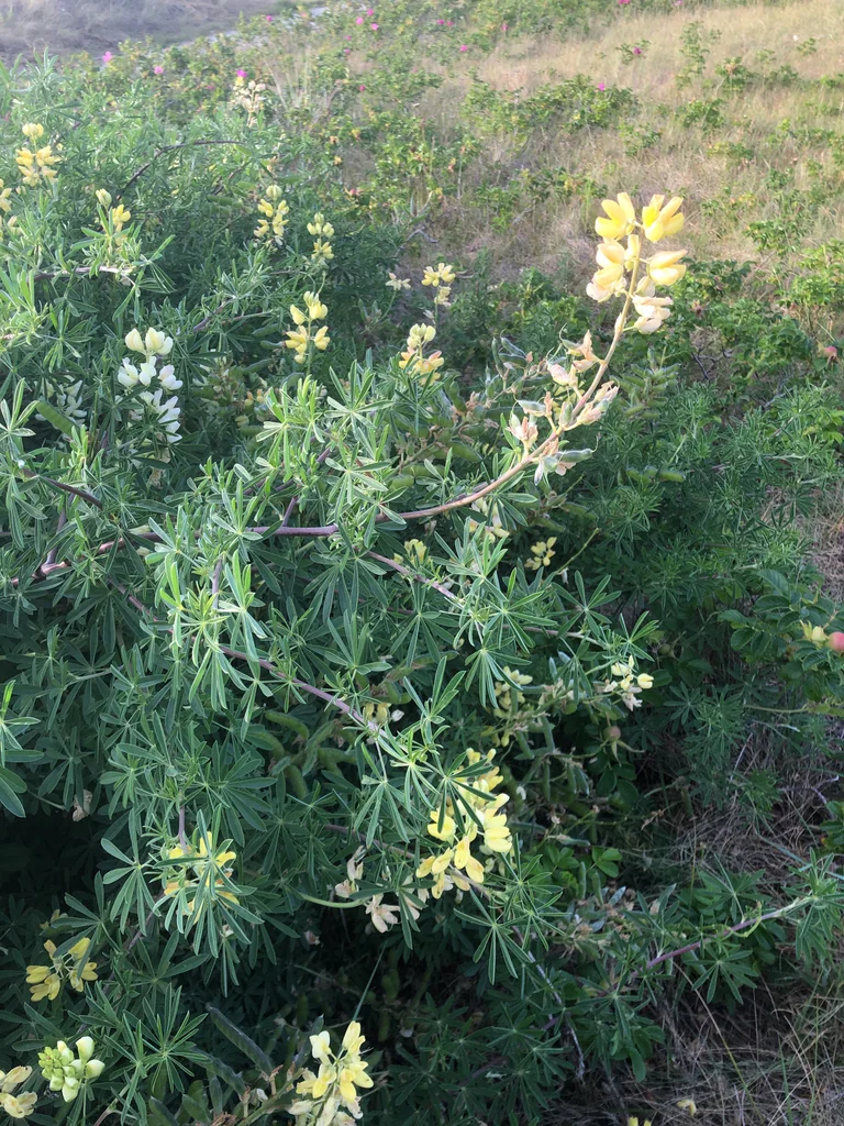 Lupinus Albifrons