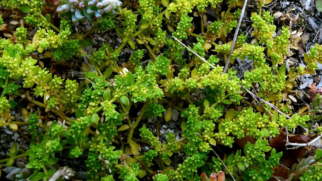 Herniaria Glabra
