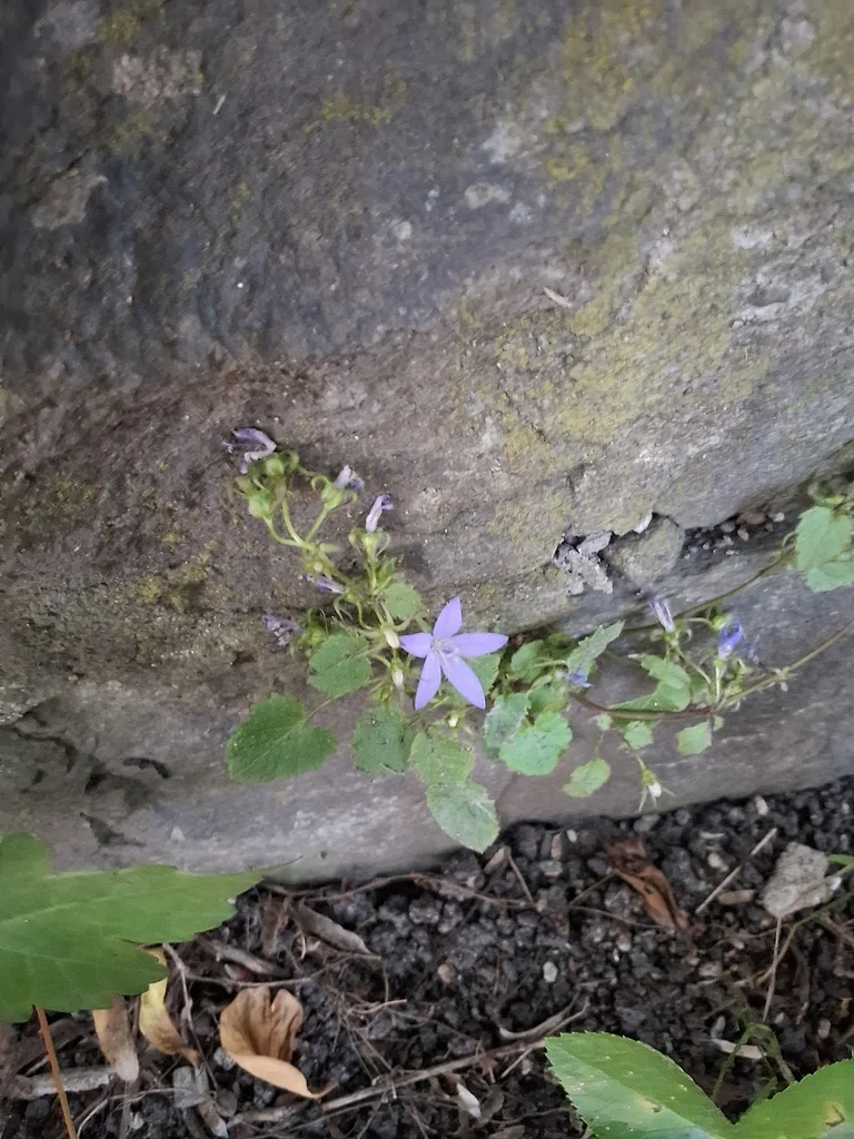 Campanula Poscharskyana