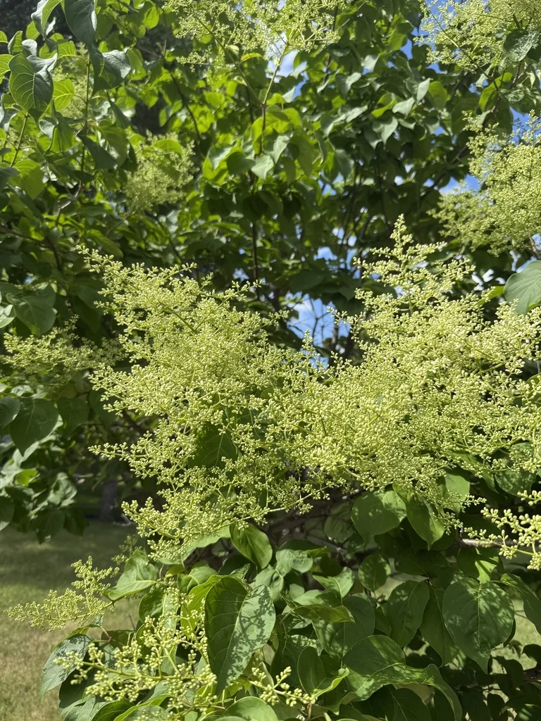 Syringa Reticulata