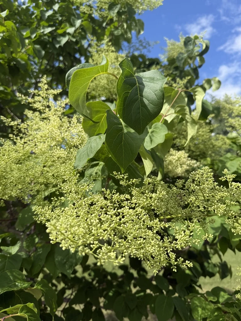 Syringa Reticulata