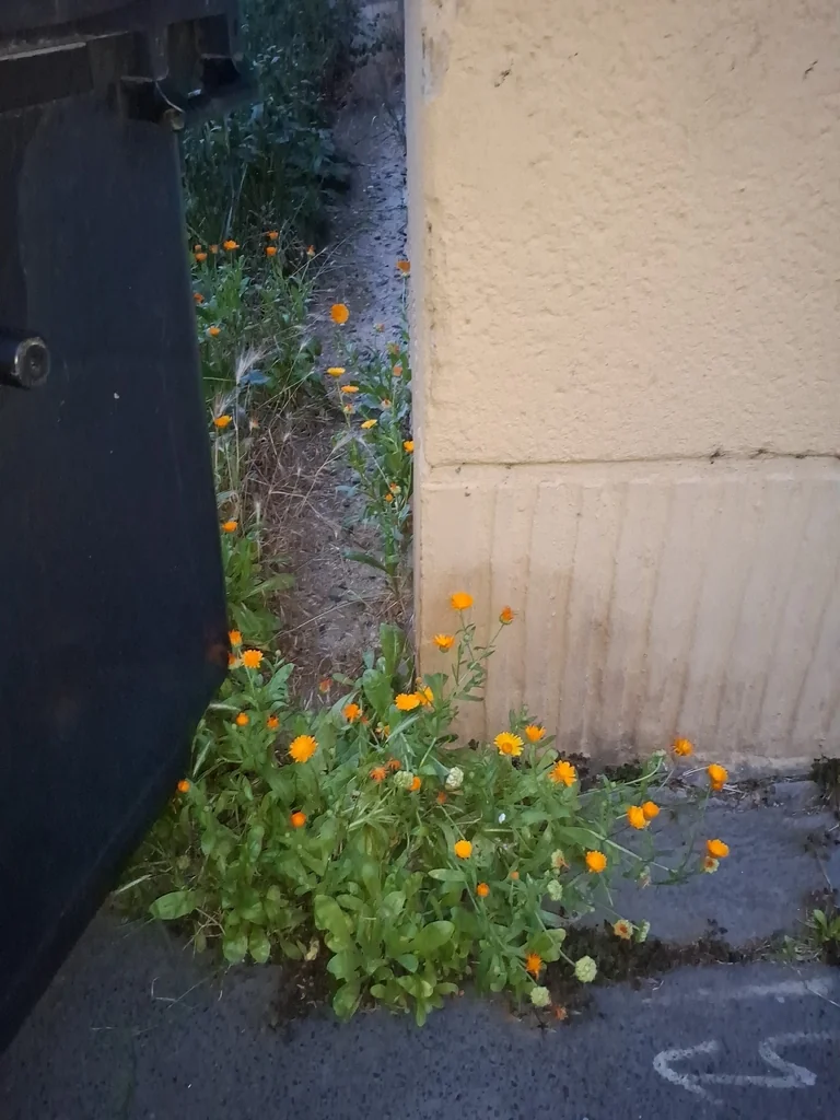 Calendula Officinalis