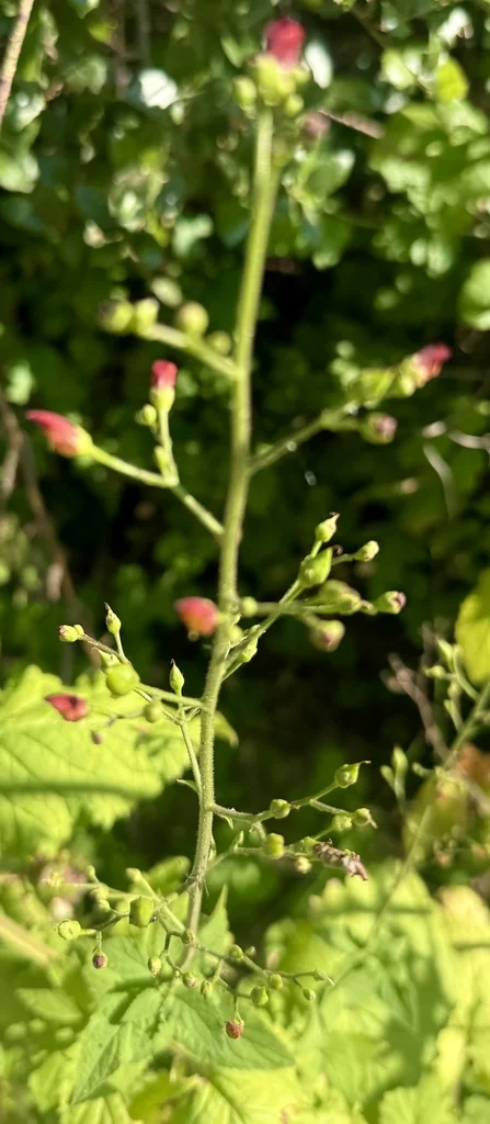 Scrophularia Californica