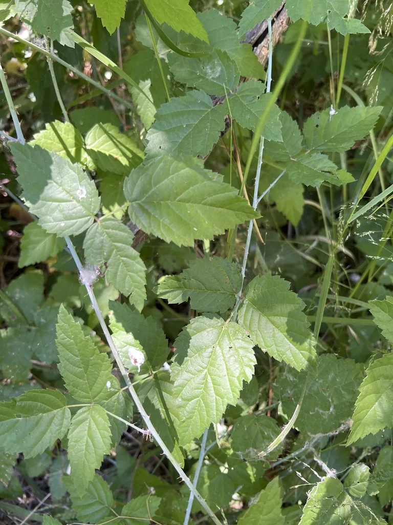 Rubus Ursinus