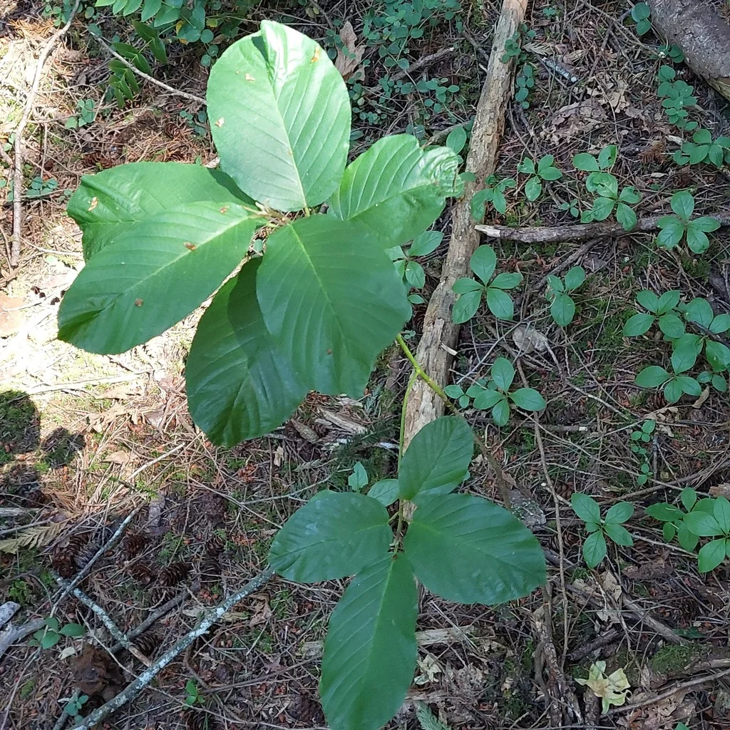 Frangula Purshiana