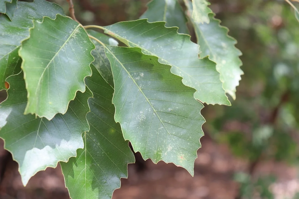 Quercus Muehlenbergii