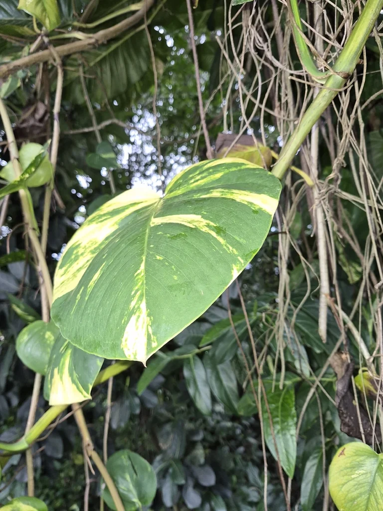 Epipremnum aureum