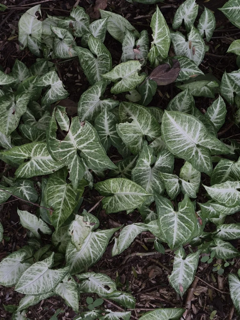 Syngonium podophyllum
