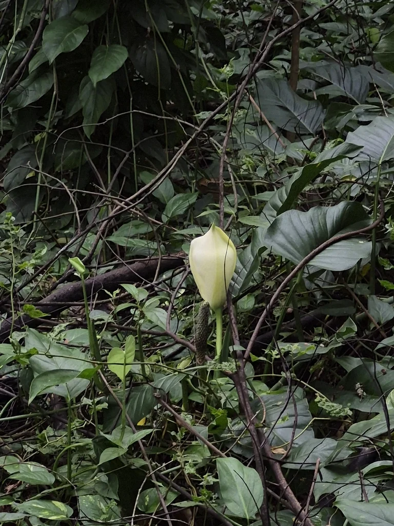 Monstera adansonii