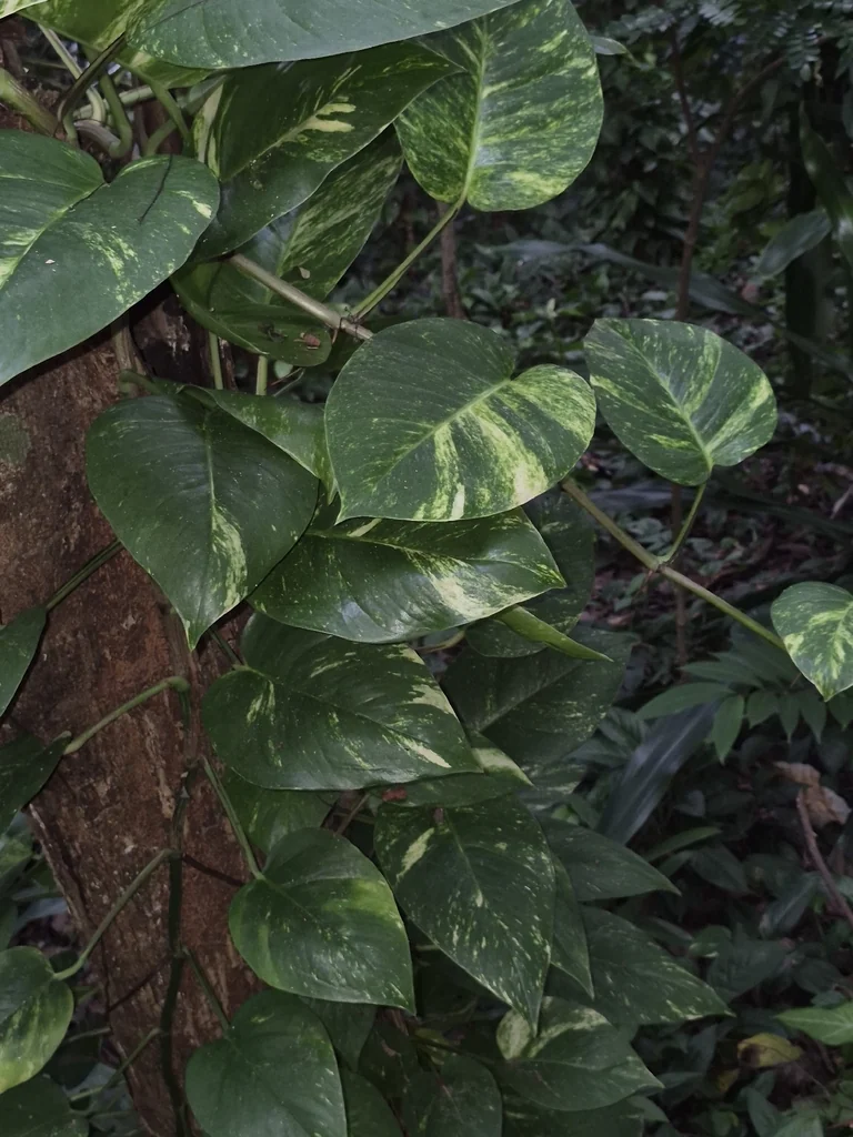 Epipremnum aureum