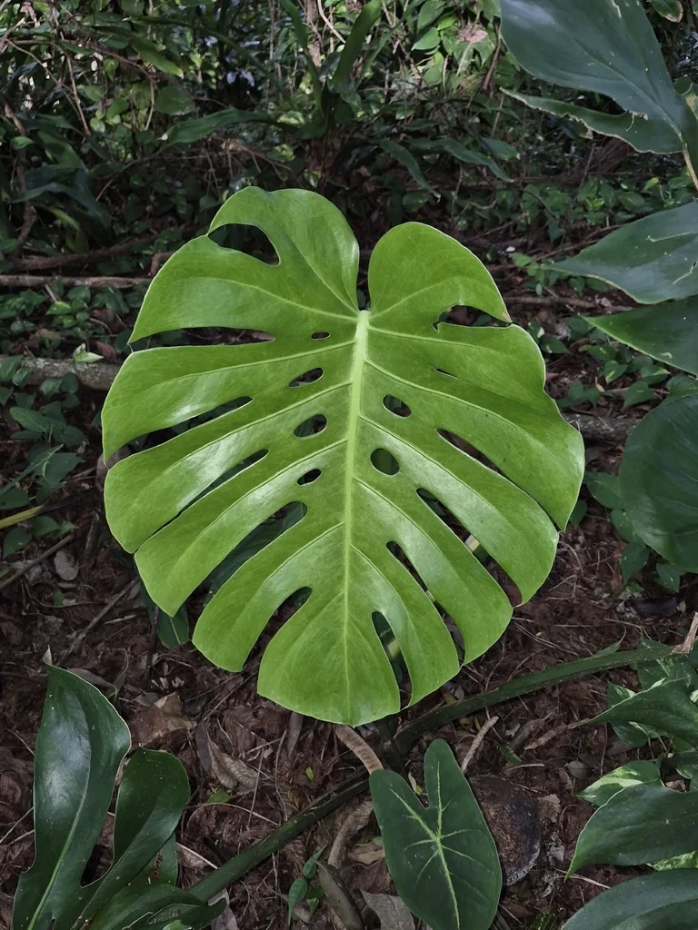 Monstera deliciosa