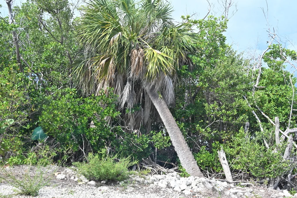 Sabal Palmetto