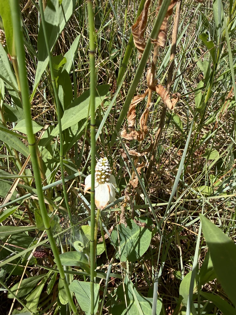 Anemopsis Californica