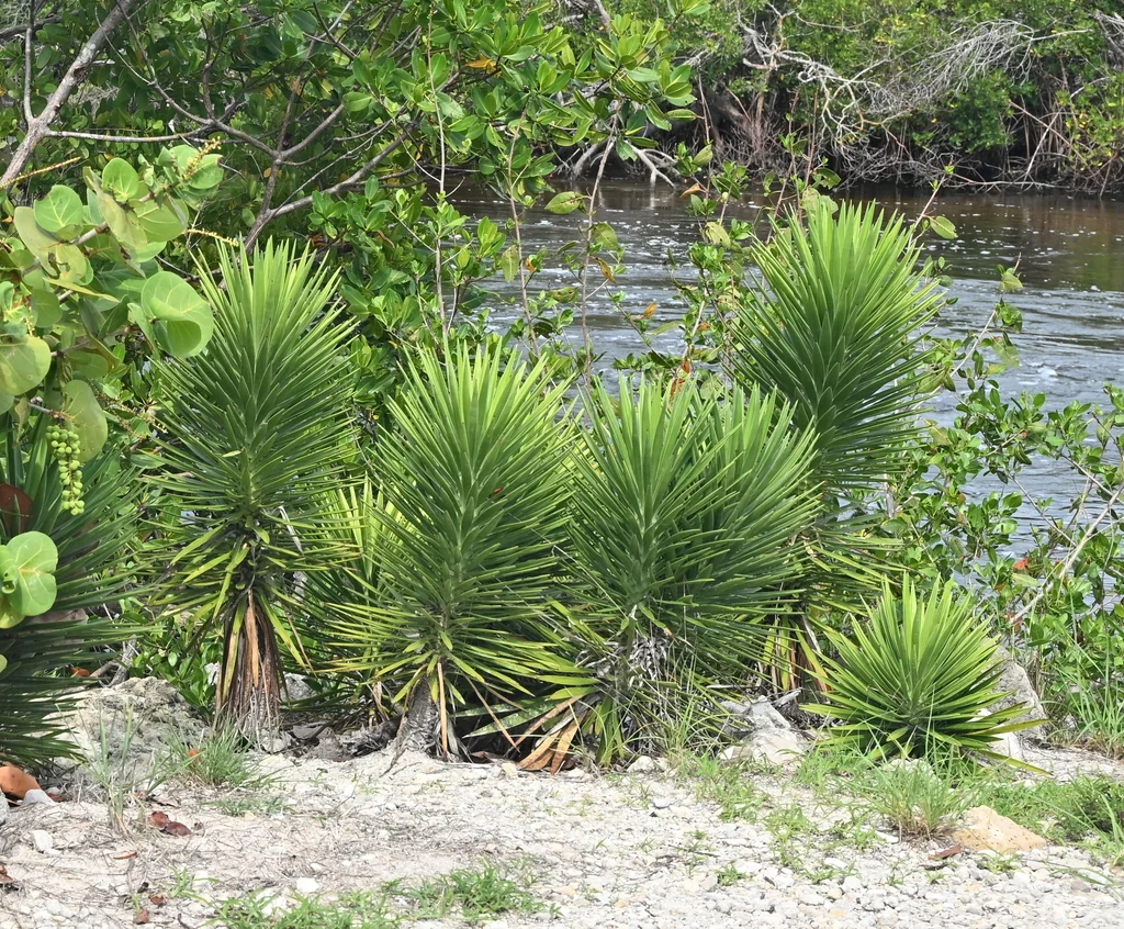 Yucca Aloifolia