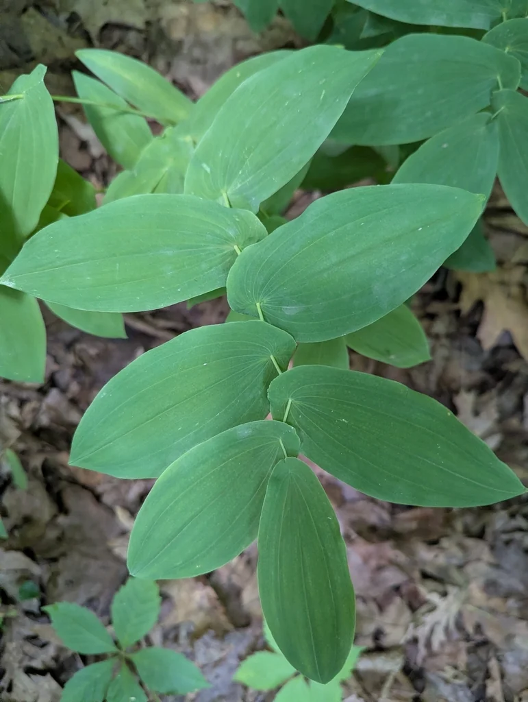 Uvularia grandiflora