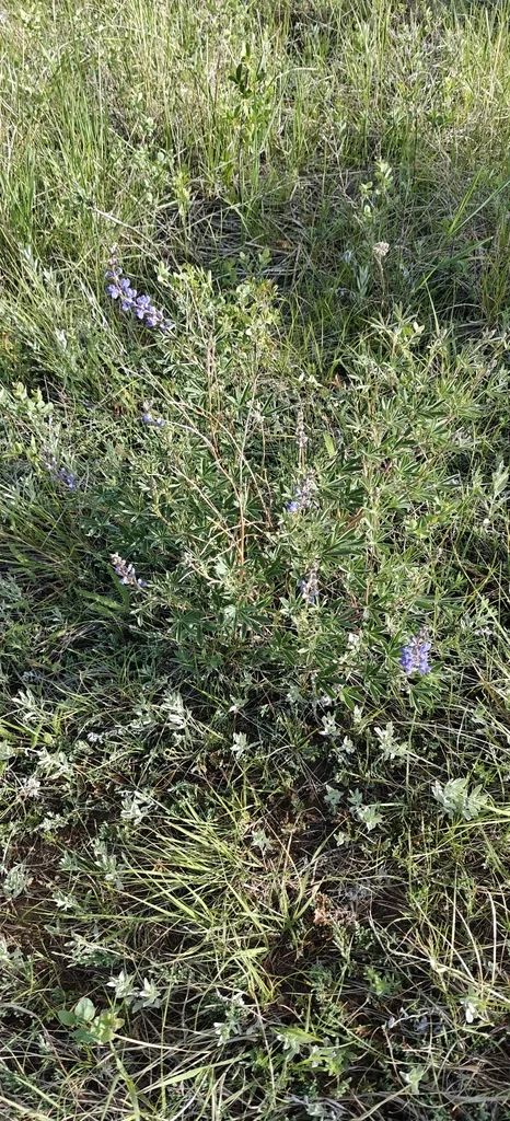 Lupinus Albifrons
