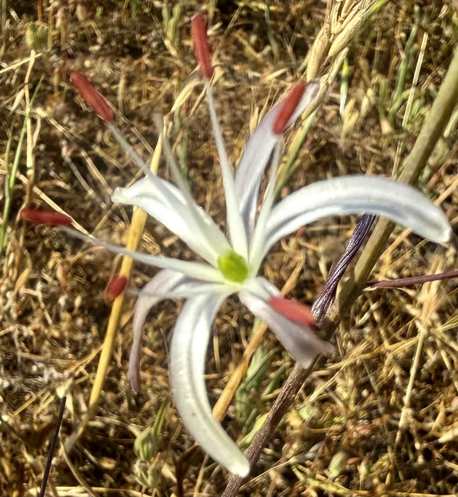 Chlorogalum Pomeridianum