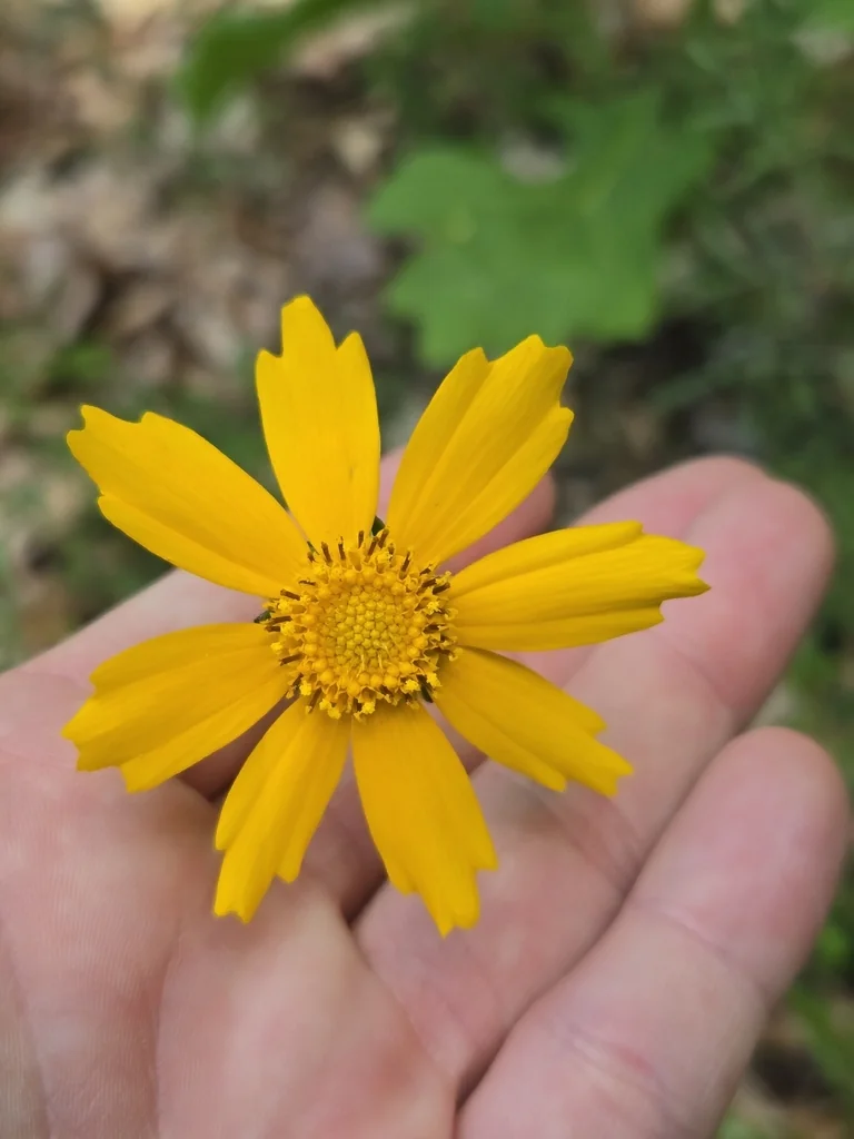 Coreopsis Lanceolata