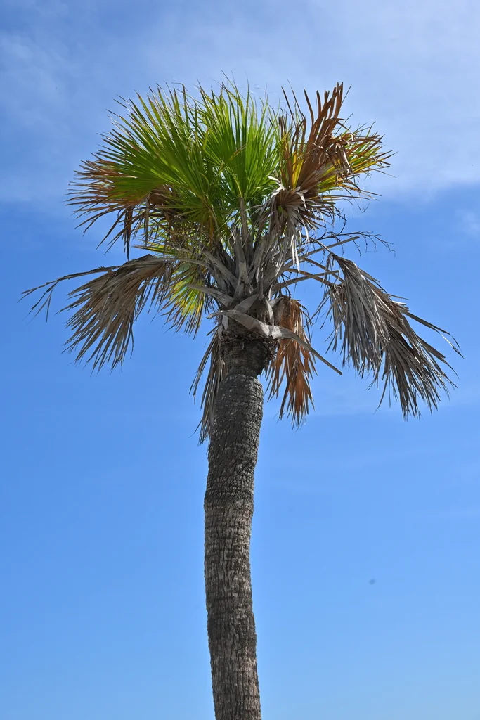 Sabal Palmetto