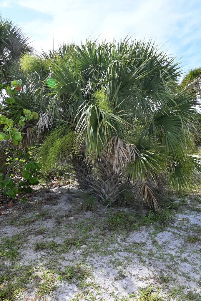 Sabal Palmetto