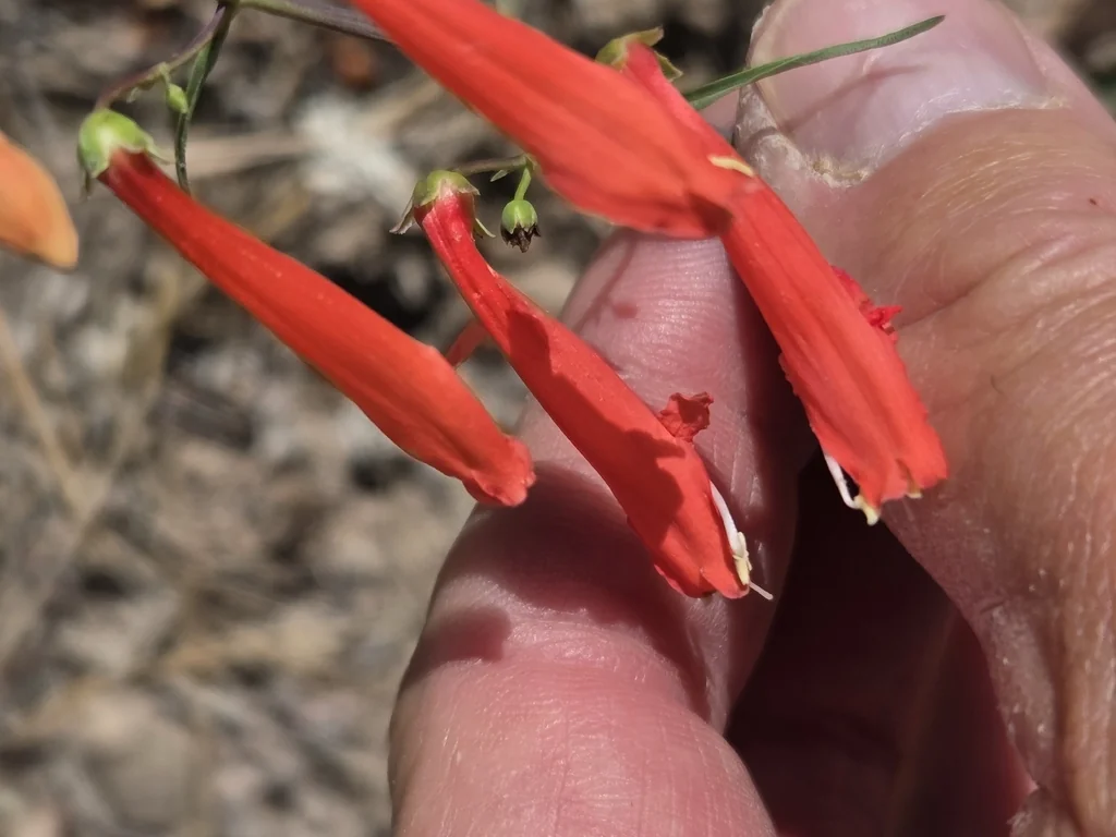 Penstemon barbatus