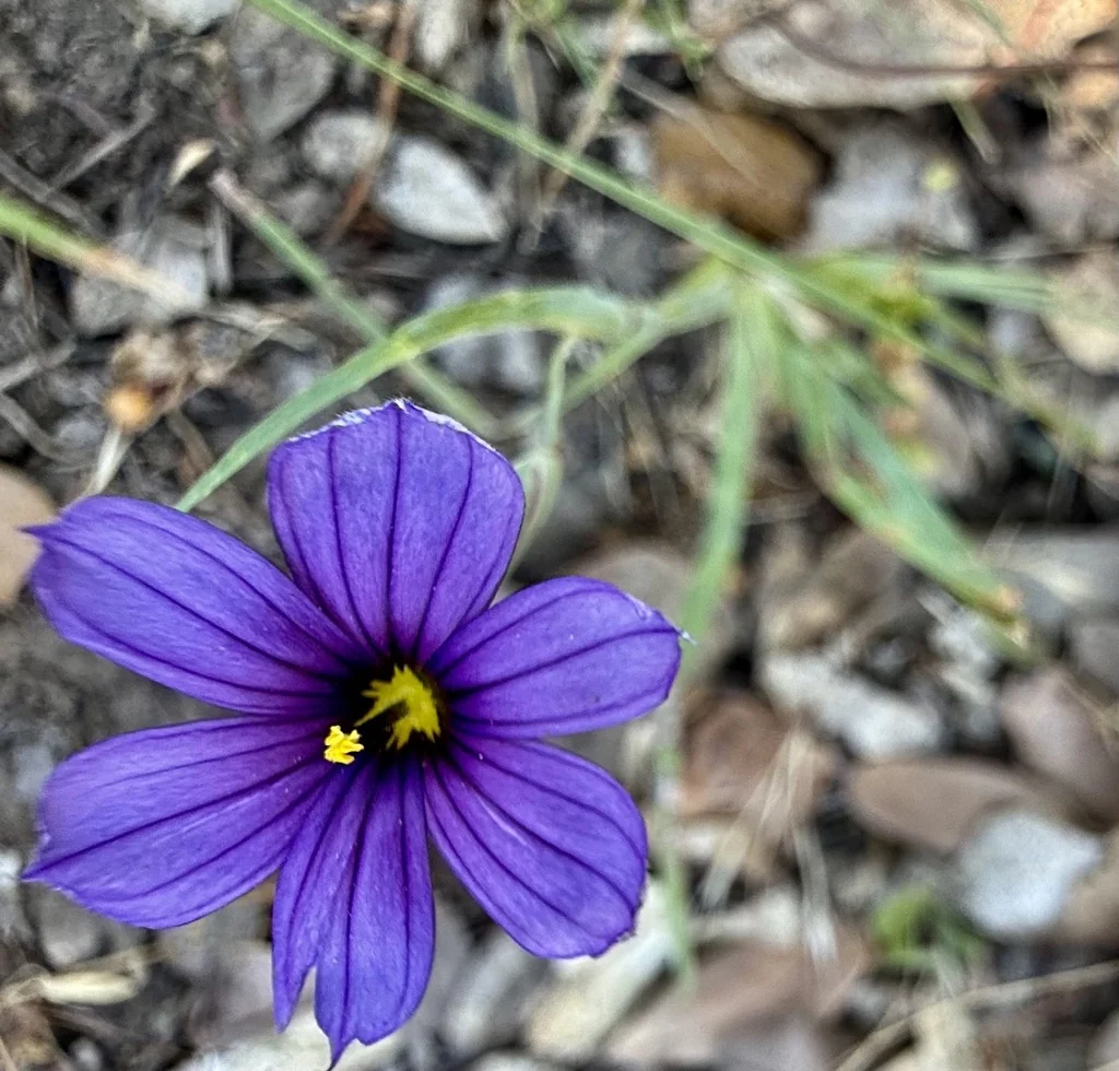 Sisyrinchium Bellum