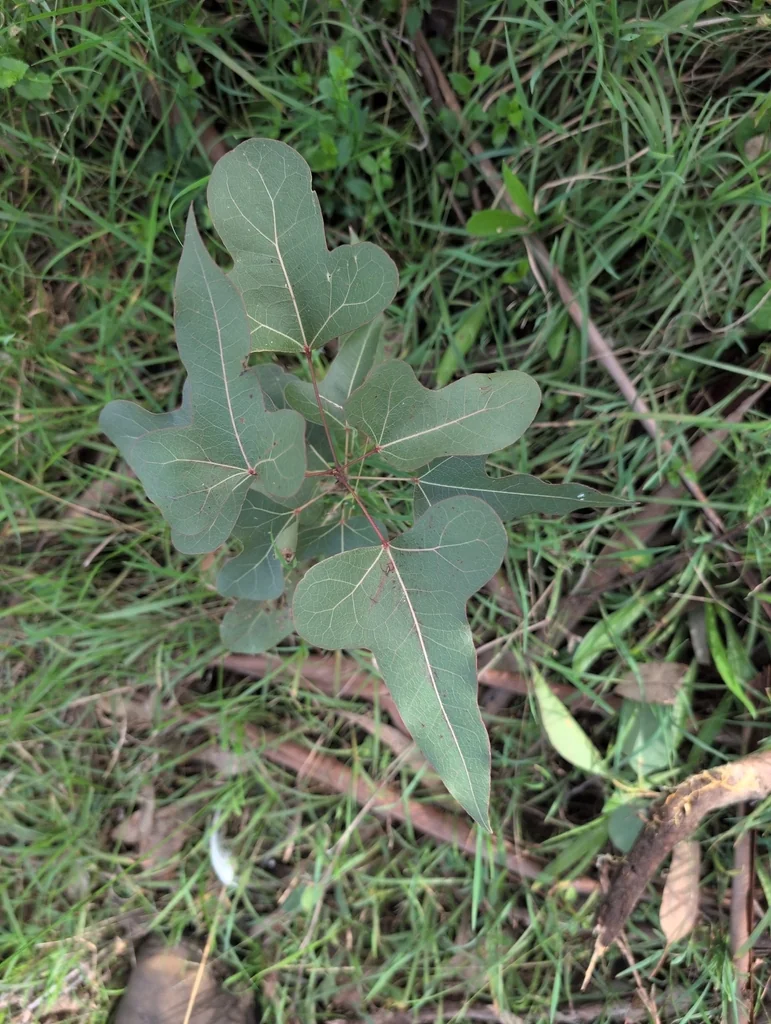 Brachychiton Populneus