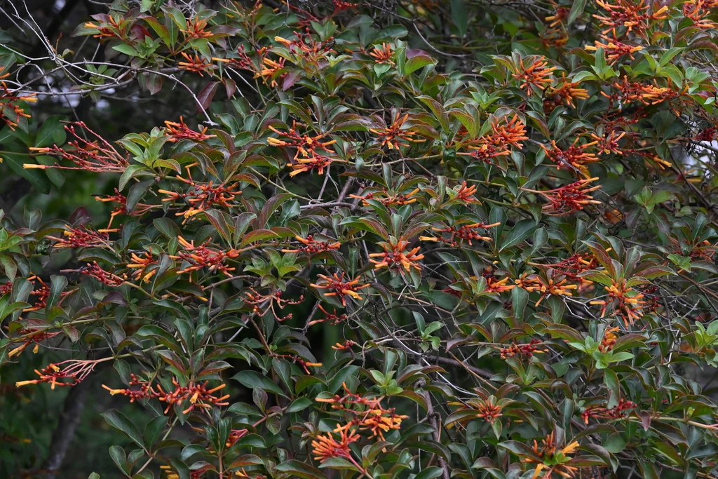 Hamelia patens