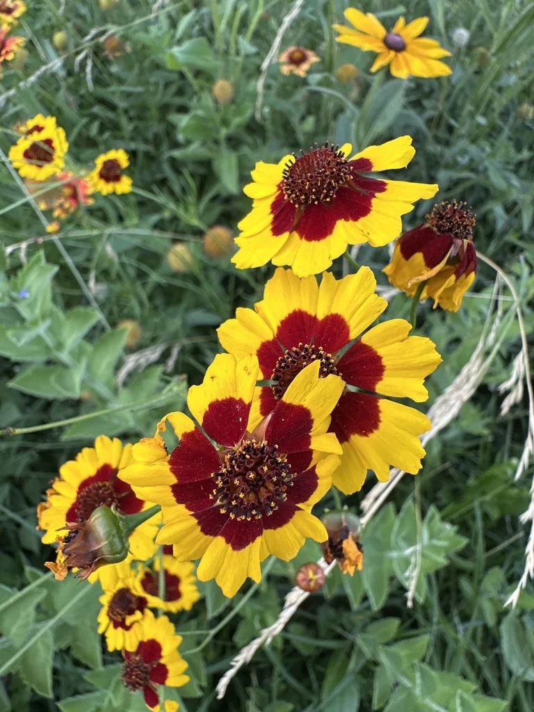 Coreopsis Tinctoria