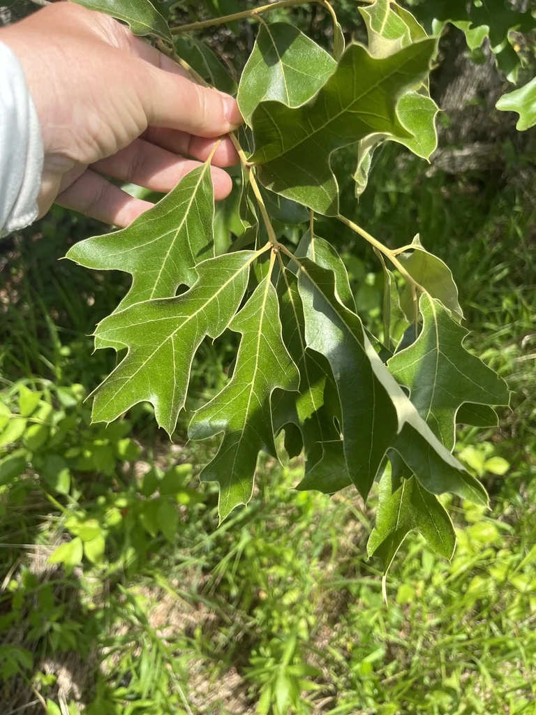 Quercus Falcata