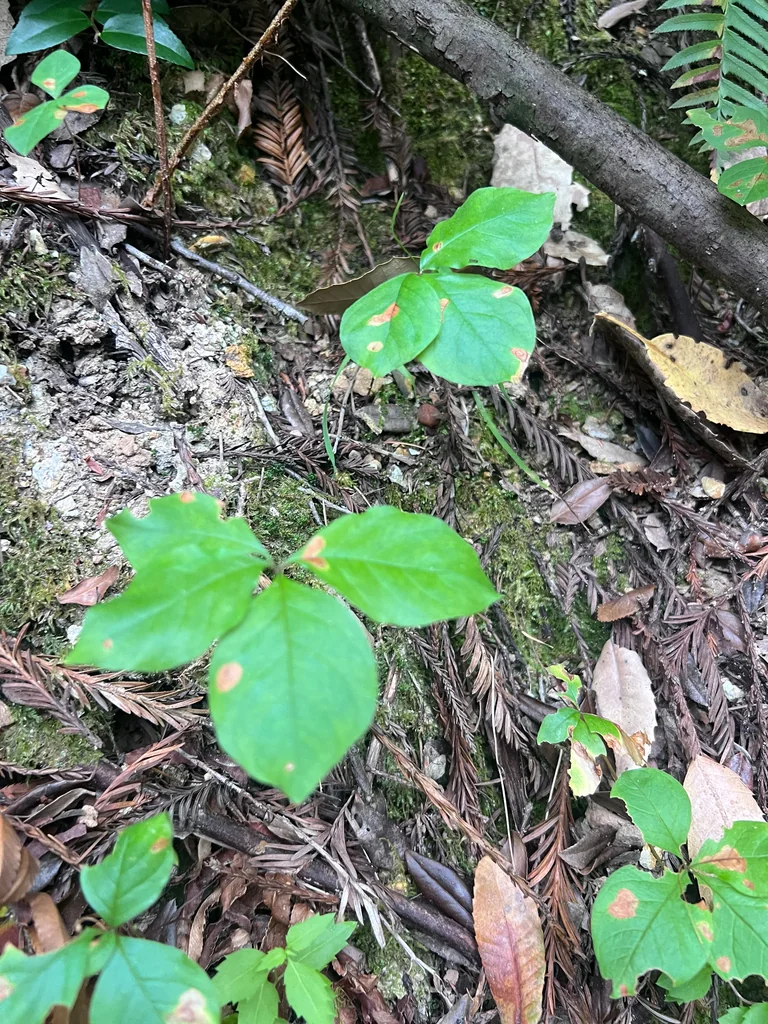 Trientalis Latifolia