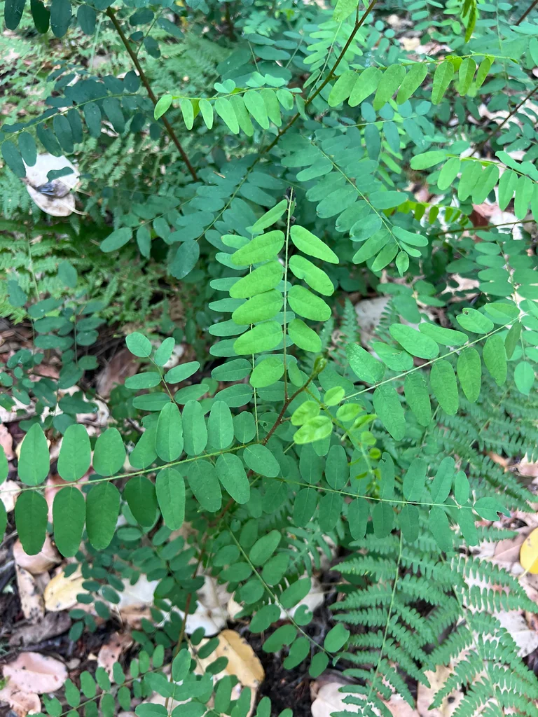 Amorpha Californica